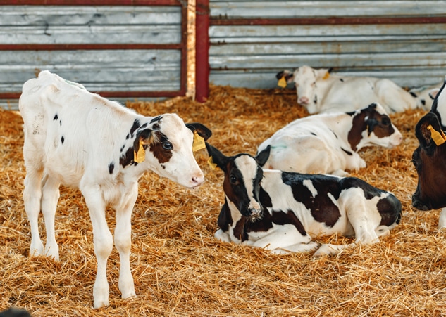 About Southside Large Animal Clinic