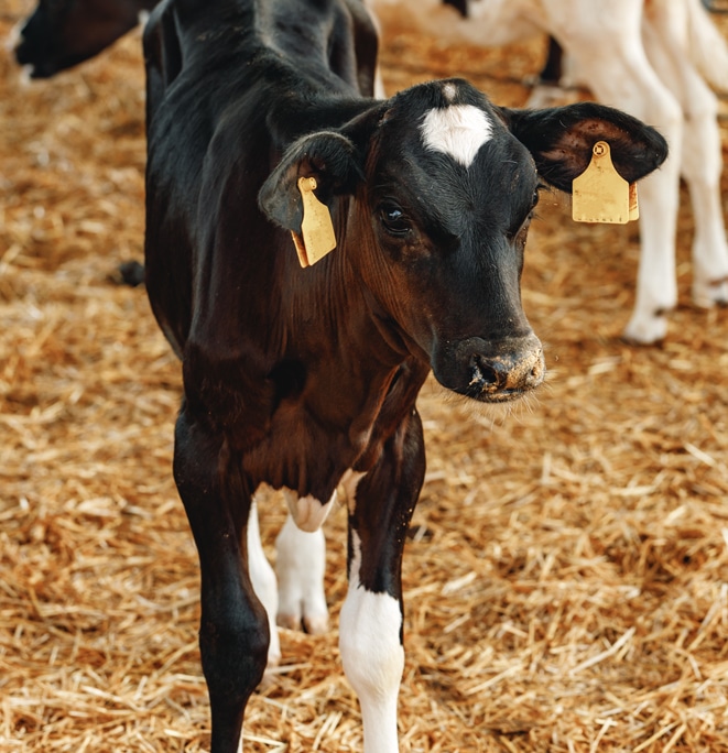 Why Choose Southside Large Animal Clinic