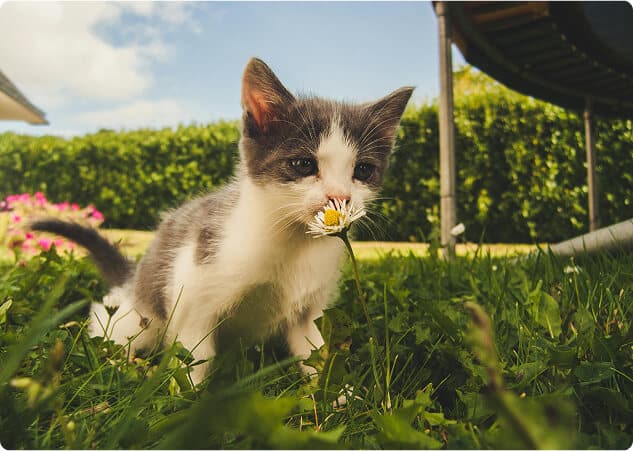 A gray and white kitten sniffs a small daisy while sitting in a grassy field.